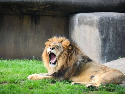 Animals 4