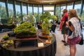 3rd Annual Bonsai Weekend