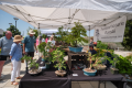 3rd Annual Bonsai Weekend