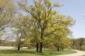 Beginner Tree ID