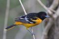 Birding for Beginners