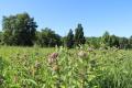 Planting for Pollinators