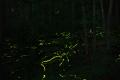Creatures of the Night: In Search of the Blue Ghost Glow