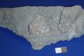 Looking for Mississippian Fossils - Paleontology Explorer