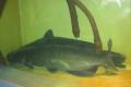 Ohio River Monsters