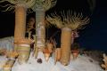 Egg Carton Horn Corals