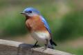 Finding Birds at Their Favorite Restaurants