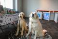 Paws & Pals Days