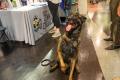 Paws & Pals Days