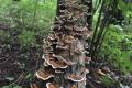 Autumn Foraging Hike