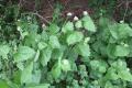 All About Invasives Species - and What you Can Do