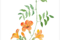 Greenery in Watercolor