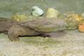 Saving America's Largest Salamander - The Hellbender