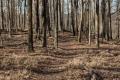 Mid-Week Nature Stroll: Hollow Loop Stroll
