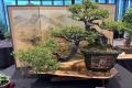 3rd Annual Bonsai Weekend