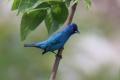 Summer Bird Hike