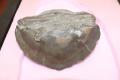 The World of Fossils - Paleontology Explorer