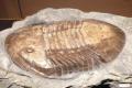 Walking with Trilobites