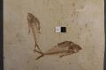 Fossils that Swam - Paleontology Explorer