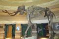 Mammoth, Mastodons & Elephants, Oh My!