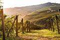 Wine Education: Italy - Legends of the Land