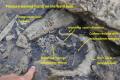 Recognizing Fossils at the Falls of the Ohio