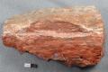 Petrified Wood