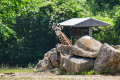 Nyasi's First Birthday at the Louisville Zoo