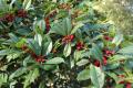 Mid-Week Nature Stroll: Friendship Like the Holly Tree