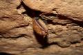 Bats of Bernheim