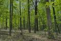 Mid-Week Nature Stroll: Elm Lick Trail