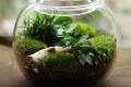 Terrarium Workshop