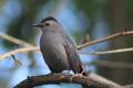 A Big Day Bird Walk