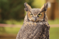 Screech Owl Prowl
