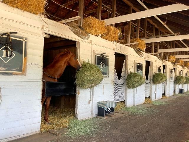 A horse eats a bale of hay in the stable at Churchill Downs.