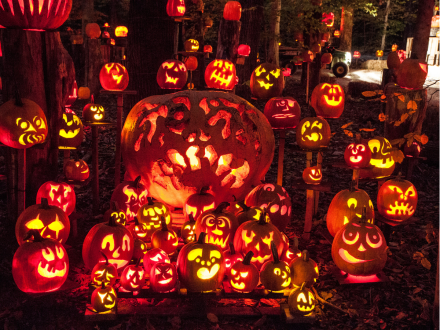A glowing forest display of carved jack-o’-lanterns in various sizes and faces, creating a vibrant, spooky Halloween scene.