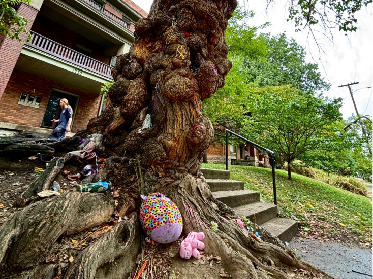 A gnarled and knotted tree sits on the corner of an Old Louisville street with beads hanging from the Witches' Tree.