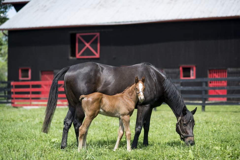 Horseracing & Bourbon Heritage Showcased in New Tour Horseracing & Bourbon Heritage Showcased in New Tour