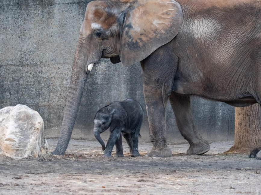 Louisville Zoo Elephant Mikki and Calf Make Public Debut Louisville Zoo Elephant Mikki and Calf Make Public Debut
